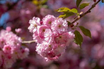 Cherry Blossoms in spring of Central Park New York City