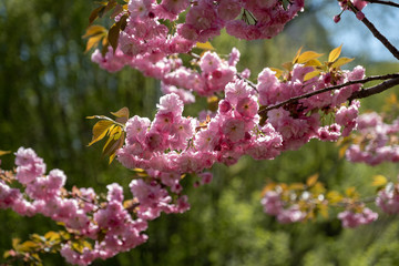 Cherry Blossoms in spring of Central Park New York City