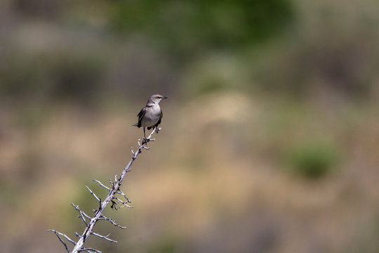 Northern Mockingbird in spring in Organ Mountains-Desert Peaks National Monument in New Mexico
