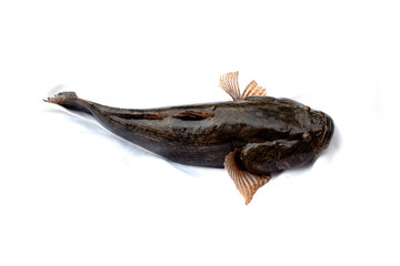 Goby frish isolated on white background ,oxyeleotris marmorata, Thai fish