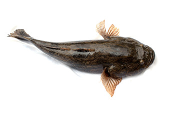 Fototapeta premium Goby frish isolated on white background ,oxyeleotris marmorata, Thai fish