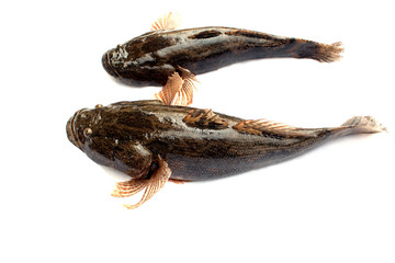 Goby frish isolated on white background ,oxyeleotris marmorata, Thai fish