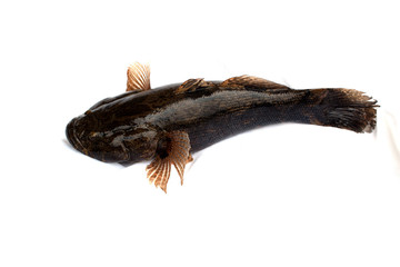 Goby frish isolated on white background ,oxyeleotris marmorata, Thai fish