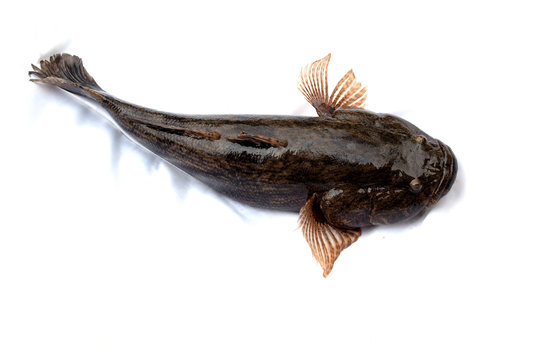 Goby frish isolated on white background ,oxyeleotris marmorata, Thai fish