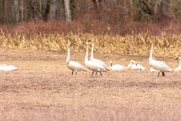 Trumpeter Swans at Johnson DeBay’s Slough Game Reserve