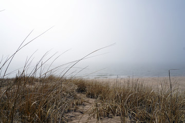 Obraz premium beach grass in fog