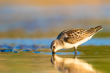 Wetland and birds. Colorful nature background. Cute little water bird. Little Stint. 