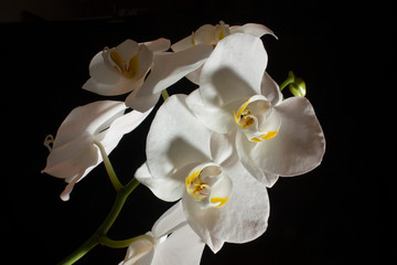 Close up of white orchids on black background with a button to bloom