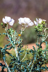 Prickly Poppy grows wild in Organ Mountains-Desert Peaks National Monument in New Mexico