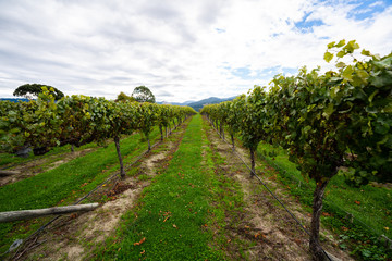 Fototapeta na wymiar Rows of grape vines in a vineyard in Blenheim New Zealand