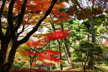 もみじ　紅葉　逆光　庭園　日本　晴れ　露出　違い　赤　緑　対比