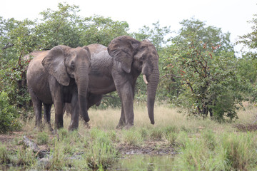 Afrikanischer Elefant / African elephant / Loxodonta africana