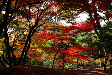 もみじ　紅葉　逆光　庭園　日本　晴れ　露出　違い　赤　緑　対比