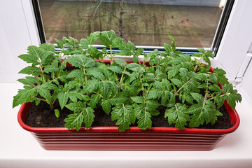 Tomato Sprouts Greenhouse, Sprouted Tomato in a red box near the window, Potted Tomato Seedlings. Spring Seedlings.