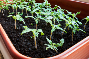 Tomato Sprouts Greenhouse, Sprouted Tomato in a red box near the window, Potted Tomato Seedlings. Spring Seedlings.