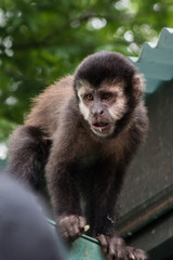 Cataratas de iguazú