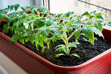 Closeup young little Tomato Sprouts Greenhouse, Sprouted Tomato in a red box near the window, Potted Tomato Seedlings. Spring Seedlings. sprouts new life