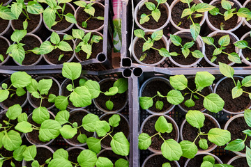Pepper and eggplant Seedlings, young foliage of pepper and eggplant, Spring seedlings. Sprouts pepper and eggplant. growing flowers and plants at home