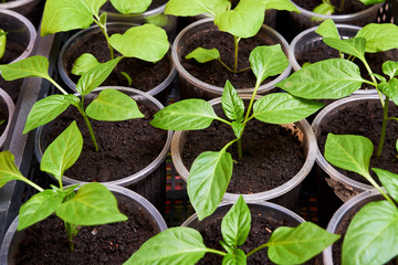 Pepper Seedlings, young foliage of pepper, Spring seedlings. Sprouts pepper.