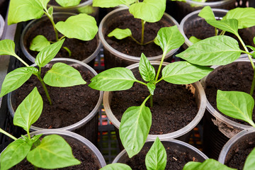Pepper Seedlings, young foliage of pepper, Spring seedlings. Sprouts pepper.