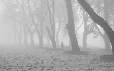 caminar entre la niebla