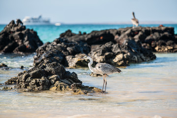 Focus on giant Blue heron