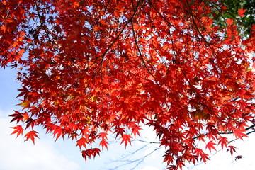 もみじ　紅葉　逆光　青空　日本　晴れ　露出　違い