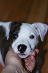Pitbull kali