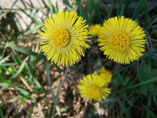 Flowers dandelions green grass. Natural composition The photo