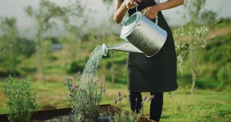Happy middle aged woman watering her lavender plant in cute herb garden, retirement activities