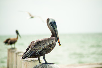 Pelican on pier post