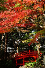 紅葉　庭園　日本　晴れ　露出　違い　赤　緑　対比　太鼓橋