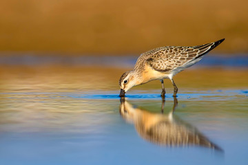 Colorful nature and cute water bird. Colorful nature background. Common water bird Curlew Sandpiper.