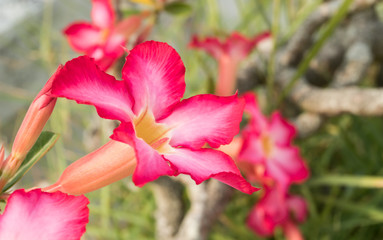 Azalea Flower or Pink Flower Background Left Frame