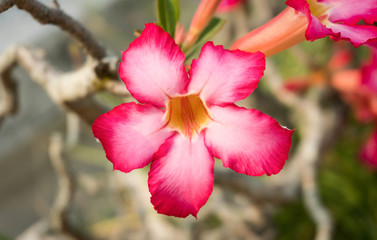 Fototapeta na wymiar Azalea Flower or Pink Flower Background Center Frame