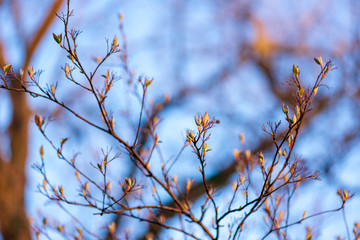 New leaves on a berry bush in early spring