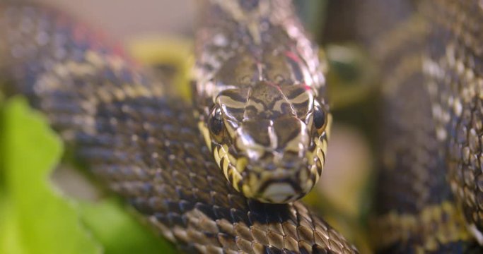 Close-up shot of green and white striped snake watching calmly and directly into camera in terrarium.