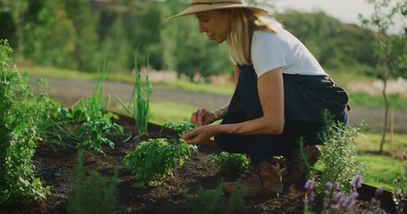 Happy middle aged woman picking herbs in her garden, beautiful retired woman gardening - Powered by Adobe