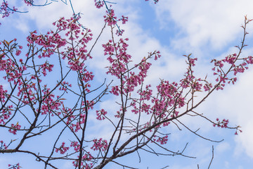 Prunus Cerasoides or Cherry Blossom or Sakura Flower on Blue Sky Background Phi Chi Fa Forest Park