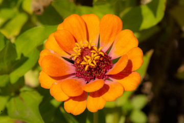flor naturaleza anaranjada huerta verde amarilla verano