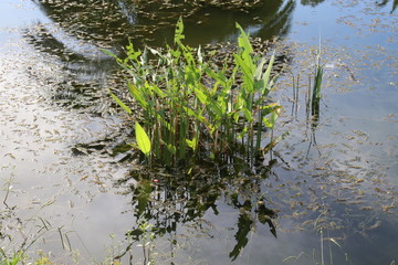 leaves in water