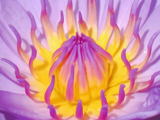 Fototapeta na wymiar Extreme Close-up of a Lotus 2