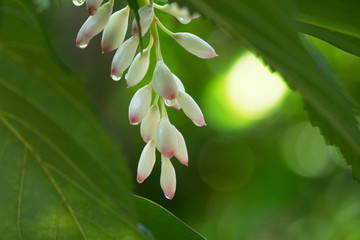 朝露のゲットウの花