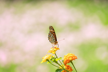 お花畑と蝶々