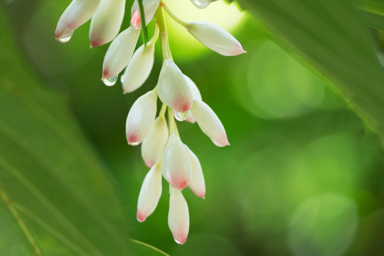 朝露のゲットウの花