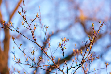 New leaves on a berry bush in early spring