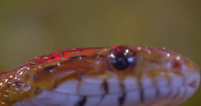 Close-up shot of yellow spotted snake crawling around in terrarium showing tongue.