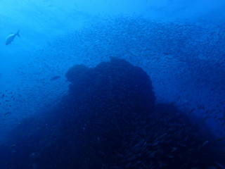 小魚が群れるインド洋