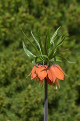 Fritillaria imperialis (crown imperial, imperial fritillary or Kaiser's crown), also called reverse...