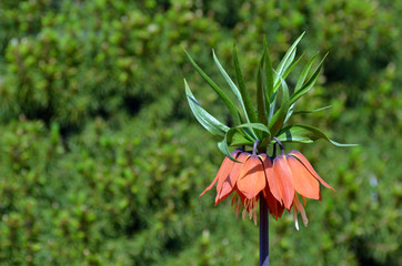Fritillaria imperialis (crown imperial, imperial fritillary or Kaiser's crown), also called reverse...
